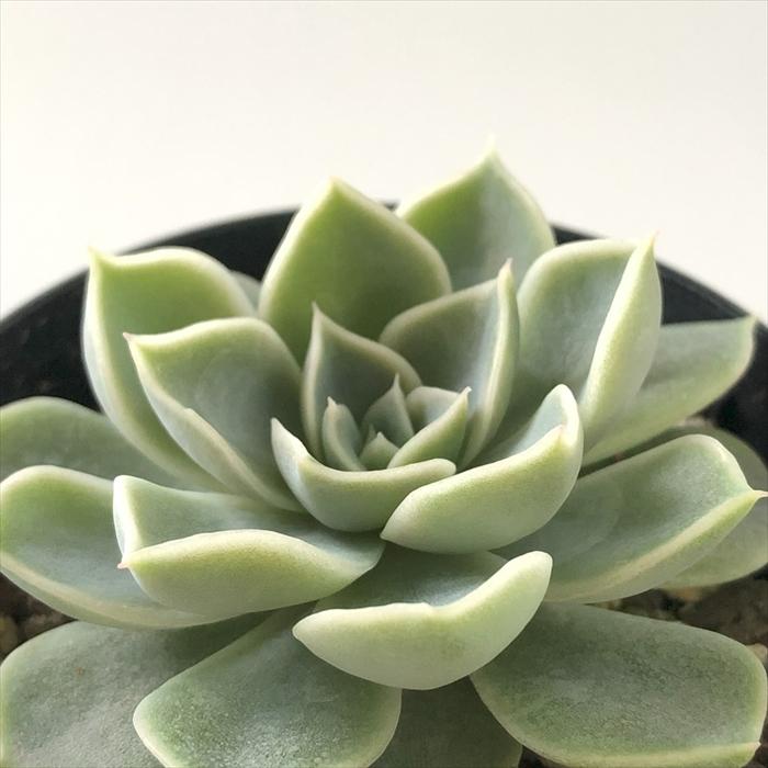 日本花キ流通 多肉植物 skエケベリア リリーワルツ エケベリア 7.5cm 