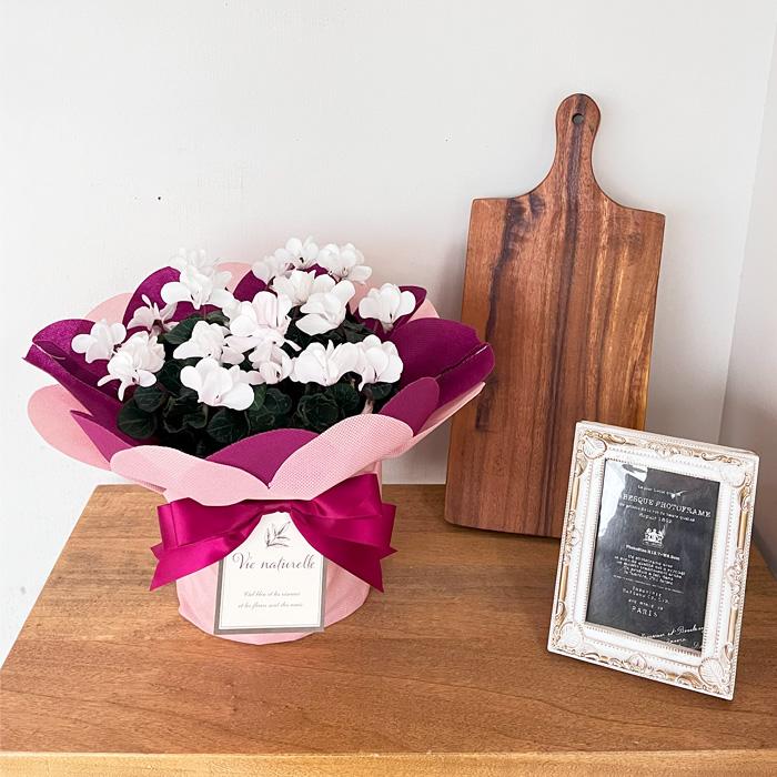 予約販売 シクラメン ウインク ホワイト 5号鉢 送料無料 ラッピング