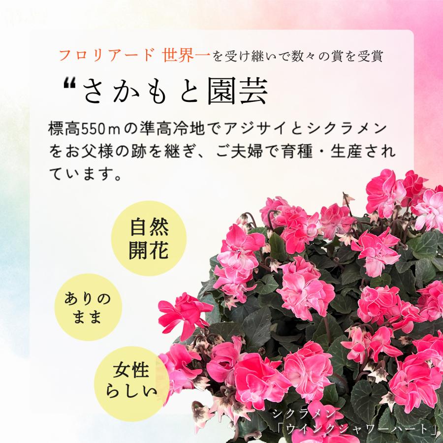 予約販売 シクラメン ウインク ホワイト 5号鉢 送料無料 ラッピング