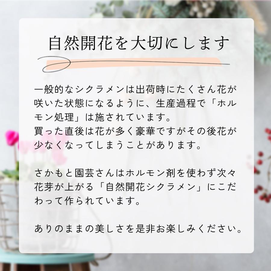 予約販売 シクラメン ウインク ホワイト 5号鉢 送料無料 ラッピング