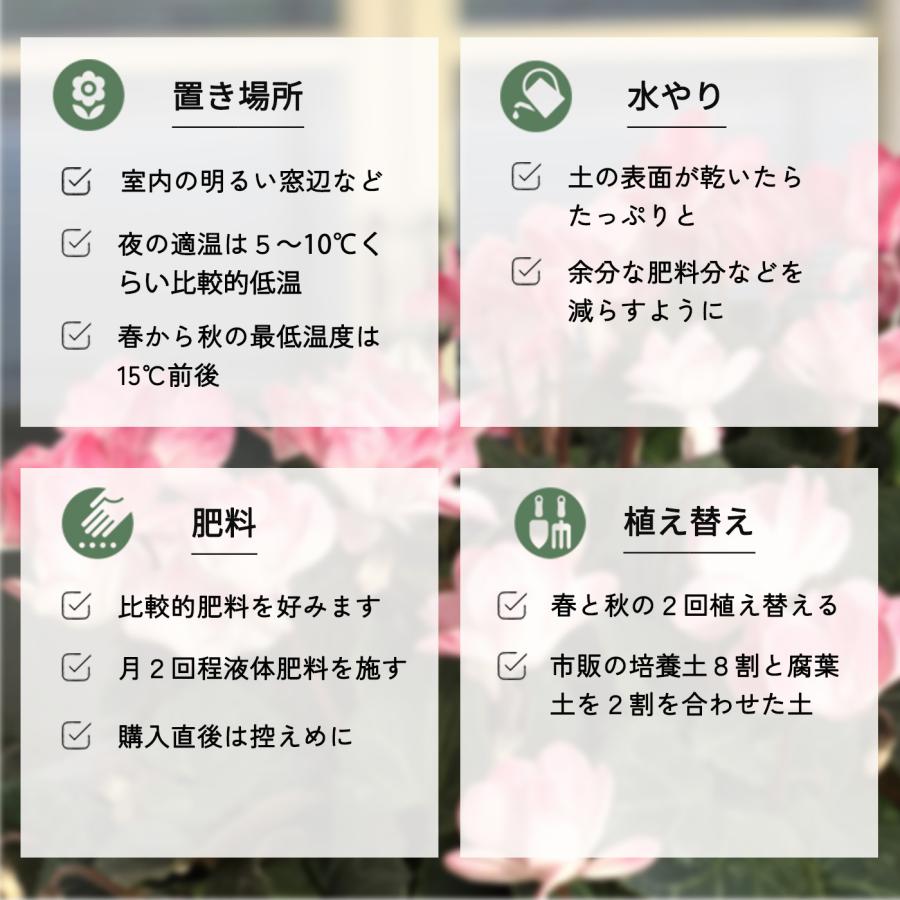 予約販売 シクラメン ウインク ワイン 5号鉢 送料無料 ラッピング付き