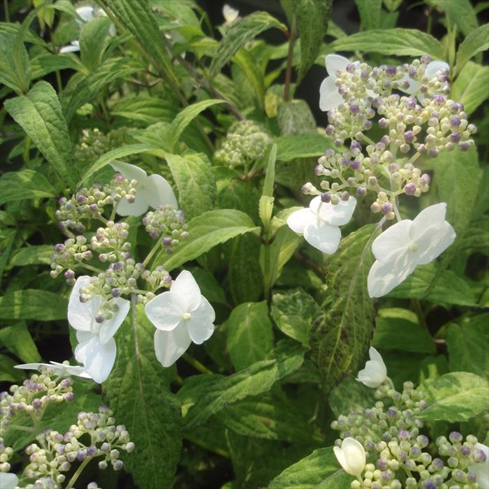 日本花キ流通 予約販売 山アジサイ 天城甘茶 9cmポット 苗 花苗 苗木