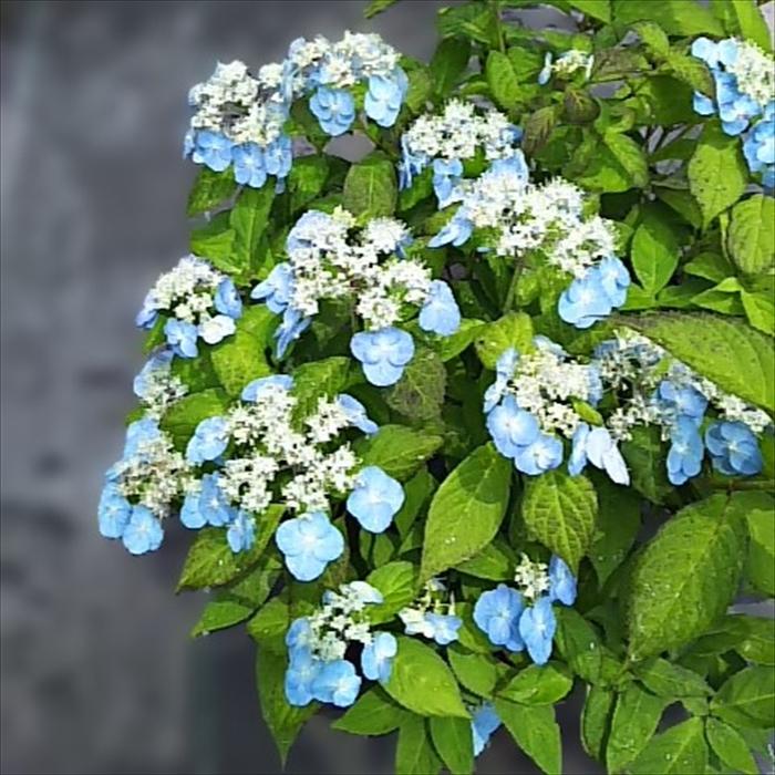 日本花キ流通 予約販売 山アジサイ 祖谷の風車 9cmポット 苗 花苗 苗木