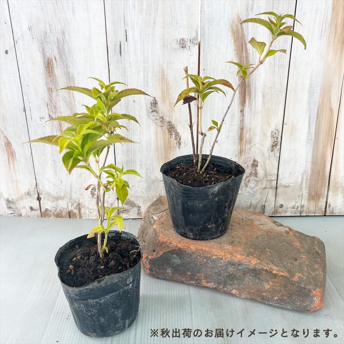 日本花キ流通 予約販売 山アジサイ 美栄の華 9cmポット 苗 花苗 苗木