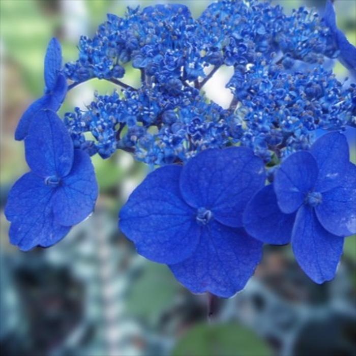 日本花キ流通 予約販売 山アジサイ 紫水晶 9cmポット 苗 花苗 苗木 山