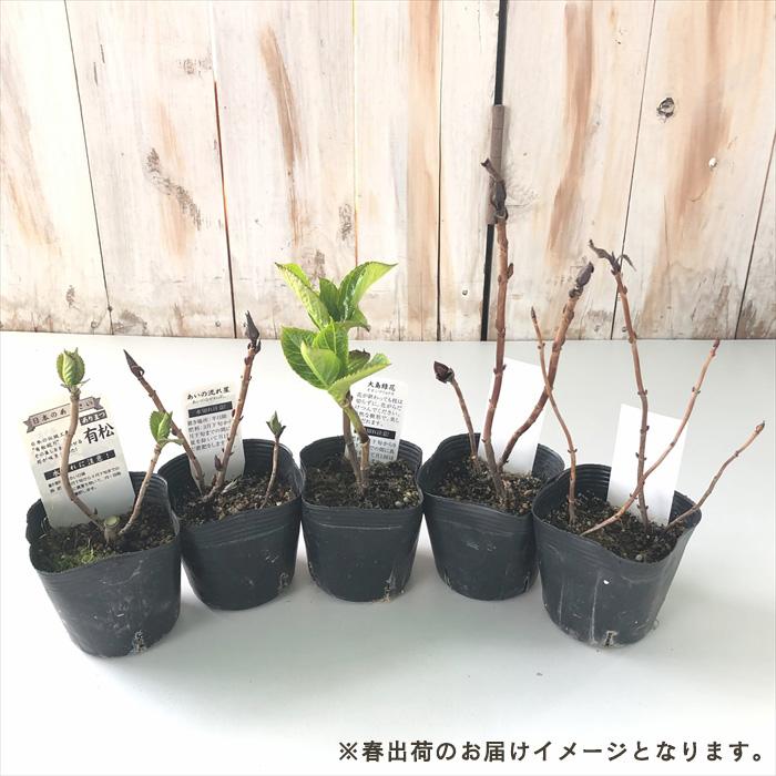 日本花キ流通 アジサイ 大島緑花 9cmポット ハイドランジア 苗 日本花キ流通 アジサイ 大島緑花 9cmポット ハイドランジア 苗