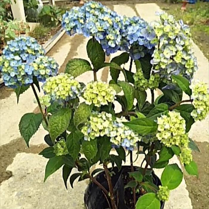 日本花キ流通 予約販売 山アジサイ 津江のコデマリ 9cmポット 苗 花苗