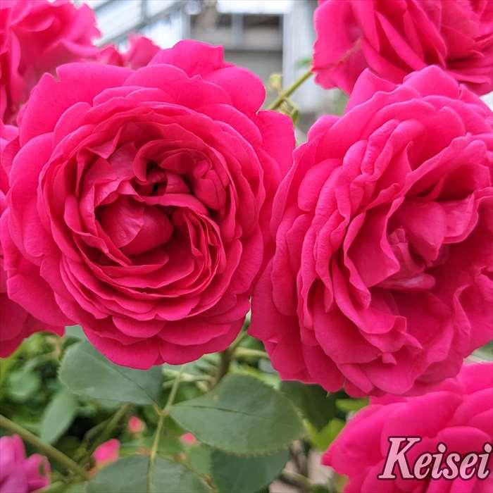 予約販売 バラ 苗 新苗 京成バラ園芸 紅かさね（べにかさね）品種登録