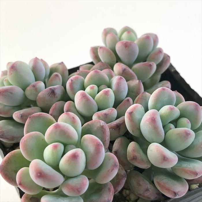日本花キ流通 多肉植物 seセダム コミックトム セダム 9cmポット 日本花キ流通 多肉植物 seセダム コミックトム セダム 9cmポット
