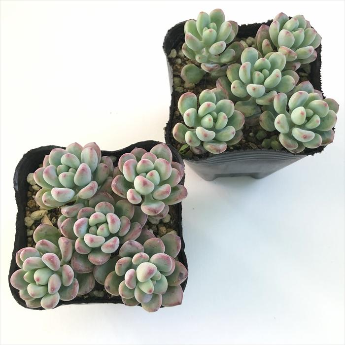 日本花キ流通 多肉植物 seセダム コミックトム セダム 9cmポット 日本花キ流通 多肉植物 seセダム コミックトム セダム 9cmポット