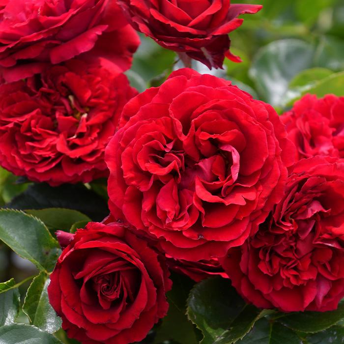 【専用】イヴスプラッシュ&ウィザード&アブラカタブラ バラ苗 薔薇 苗 予約販売 バラ 苗 新苗 ロサ オリエンティス プランタジネット 品種