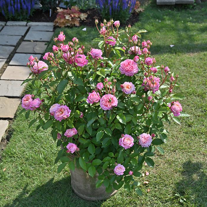 予約販売 バラ 苗 新苗 デルバール フルレット 品種登録出願中 四季咲き 薔薇 ばら 送料無料 ピンク has 5月下旬以降発送 ...