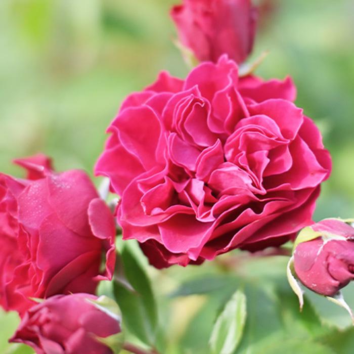 予約販売 バラ 苗 新苗 河本バラ園 ポム 品種登録出願中 四季咲き 薔薇