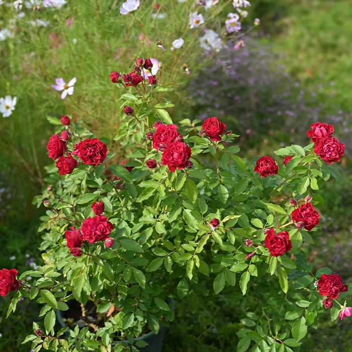 予約販売 バラ 苗 新苗 河本バラ園 ポム 品種登録出願中 四季咲き 薔薇