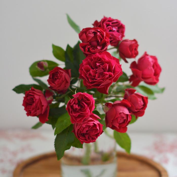 予約販売 バラ 苗 新苗 河本バラ園 ポム 品種登録出願中 四季咲き 薔薇