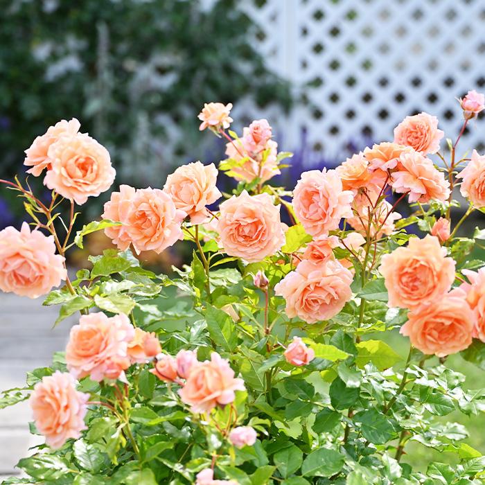 予約販売 バラ 苗 新苗 ドリュ レグランビュッフェ 品種登録出願中