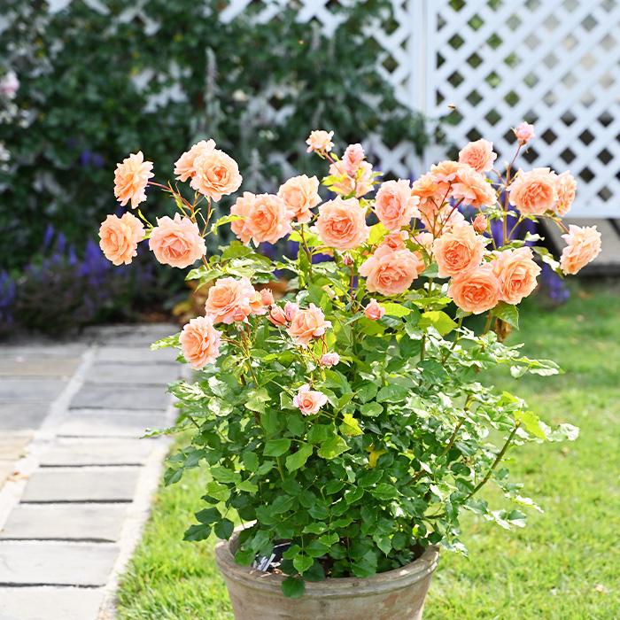 野薔薇 フィグゼロ 1/6 釘崎野薔薇