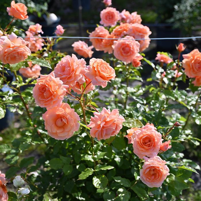 予約販売 バラ 苗 新苗 ドリュ レグランビュッフェ 品種登録出願中