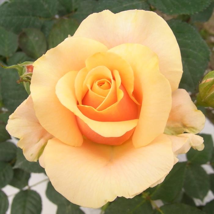 日本花キ流通 予約販売 バラ 苗 バラ 新苗 大輪 グローネ 四季咲き