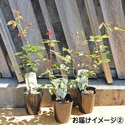 日本花キ流通 予約販売 バラ 苗 バラ 新苗 大輪 マジックモーメント