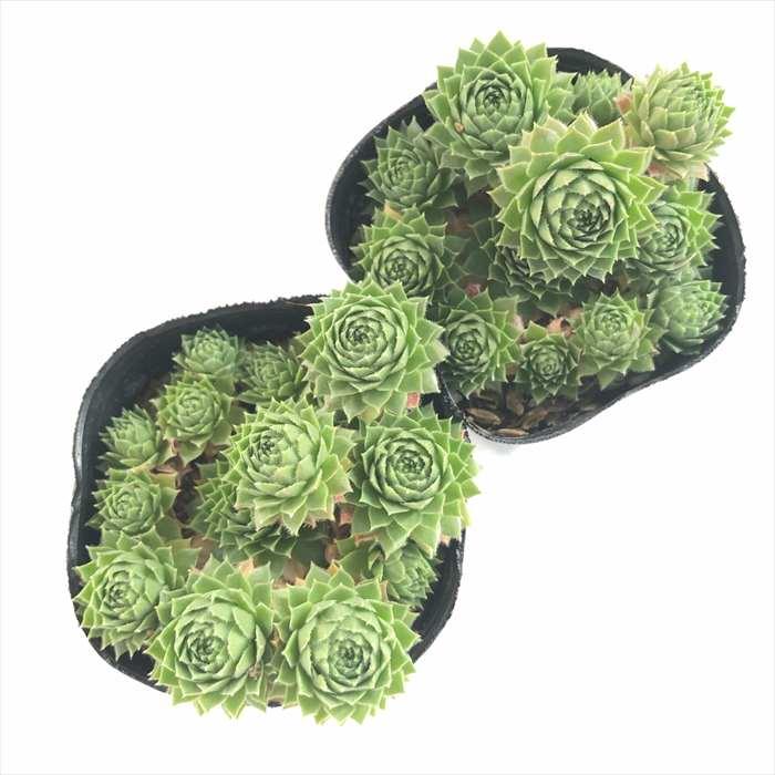 日本花キ流通 多肉植物 sfセンペルビウム モンタナム 7.5cmポット