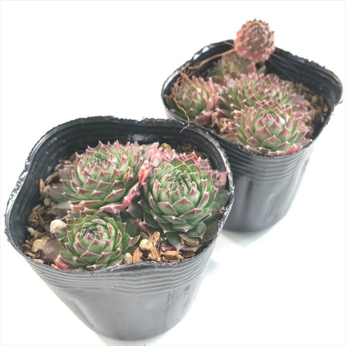 日本花キ流通 多肉植物 sfセンペルビウム パシフィックフェザーパワー