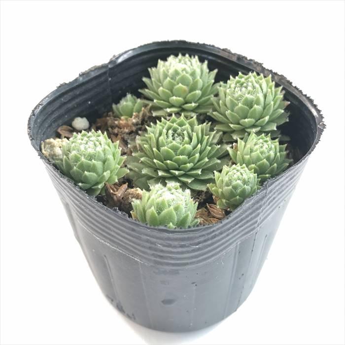 日本花キ流通 多肉植物 sfセンペルビウム アラクノイデムズィルバー