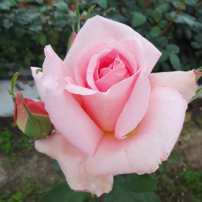 日本花キ流通 予約販売 バラ 苗 バラ 新苗 大輪 シア―エレガンス