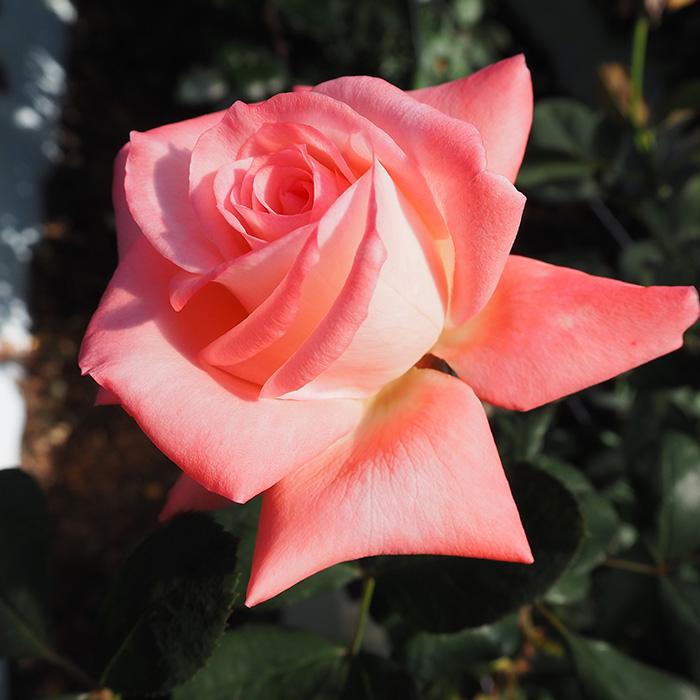 日本花キ流通 予約販売 バラ 苗 バラ 新苗 大輪 シア―エレガンス