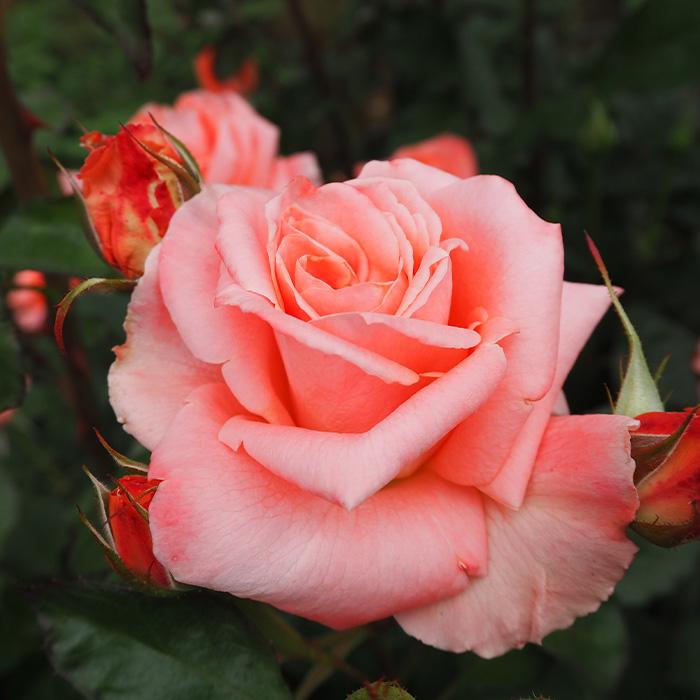 日本花キ流通 予約販売 バラ 苗 バラ 新苗 大輪 ソニア 四季咲き 薔薇