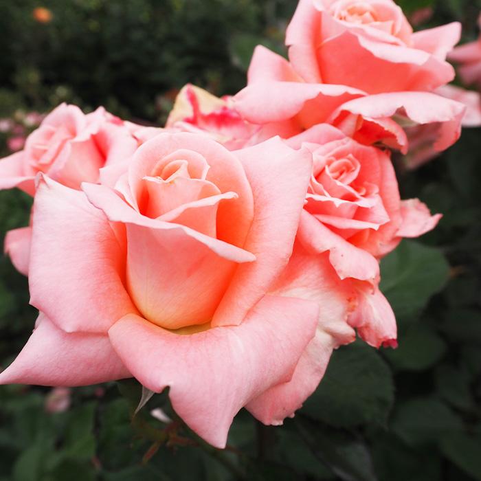 日本花キ流通 予約販売 バラ 苗 バラ 新苗 大輪 ソニア 四季咲き 薔薇