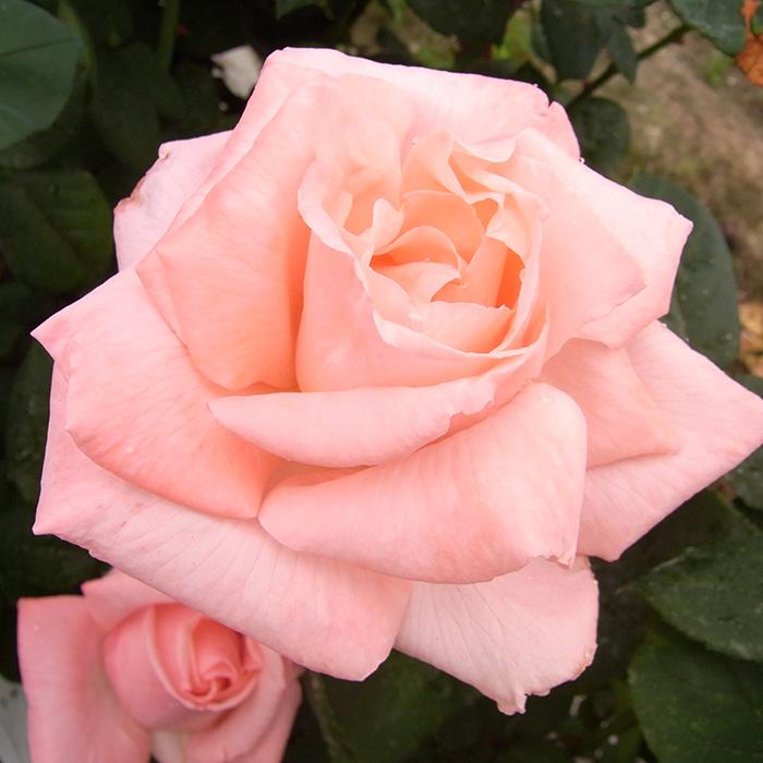 日本花キ流通 予約販売 バラ 苗 バラ 新苗 大輪 ピンクシャトー