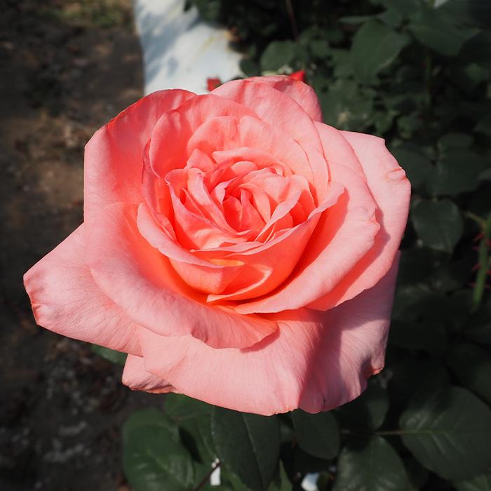 バラ苗　四季咲き　初心者向き　薔薇苗 楽天市場】四季咲きバラ苗 【エリナ】 2年生大苗 : 苗木部 by 花