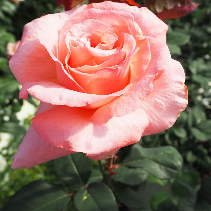 日本花キ流通 予約販売 バラ 苗 バラ 新苗 大輪 ピンクシャトー