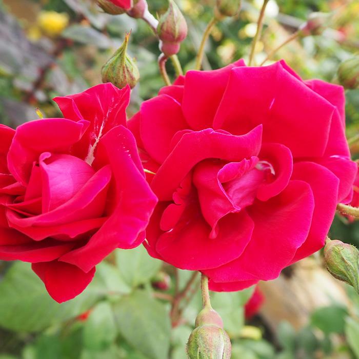 日本花キ流通 【まもなく締め切り】予約販売 バラ 苗 新苗 つるバラ