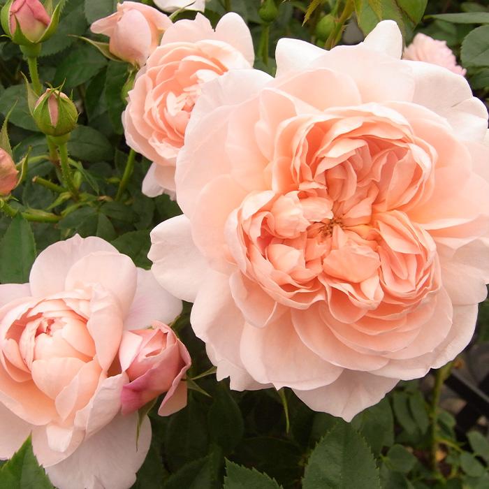 日本花キ流通 予約販売 バラ 苗 バラ 新苗 つるバラ コレッタ 返り咲き