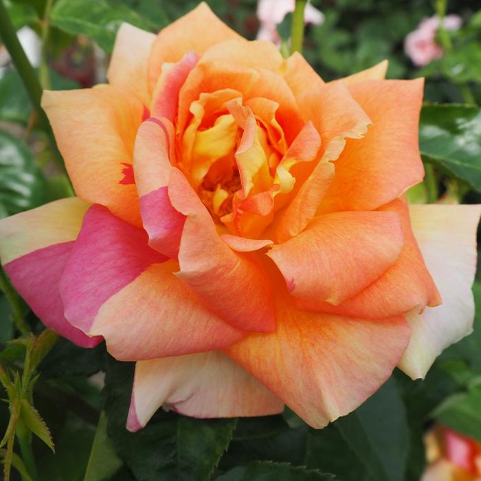 日本花キ流通 予約販売 バラ 苗 バラ 新苗 大輪 ラジオ 四季咲き 薔薇