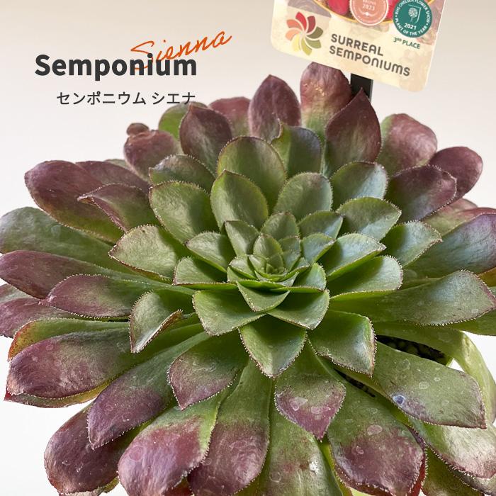 日本花キ流通 多肉植物 caセンポニウム シエナ センペルビウム