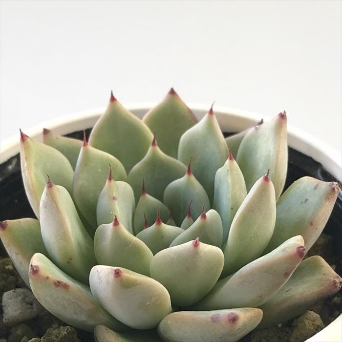 日本花キ流通 多肉植物 hxエケベリア リンゼアナ×黒爪ザラゴーサ 日本花キ流通 多肉植物 hxエケベリア リンゼアナ×黒爪ザラゴーサ