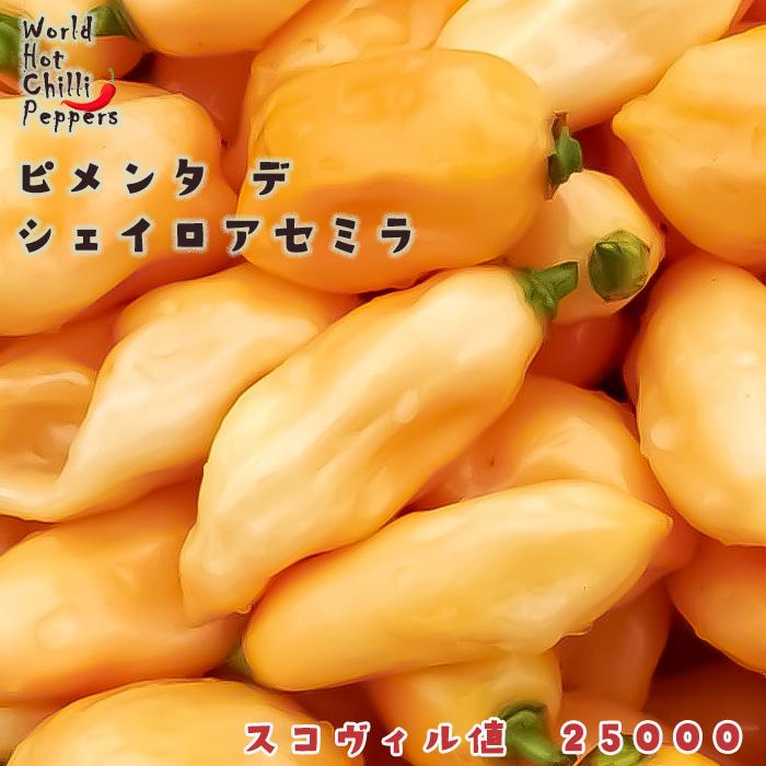 日本花キ流通 予約販売 トウガラシ苗 ピメンタデシェイロアセミラ 9cm