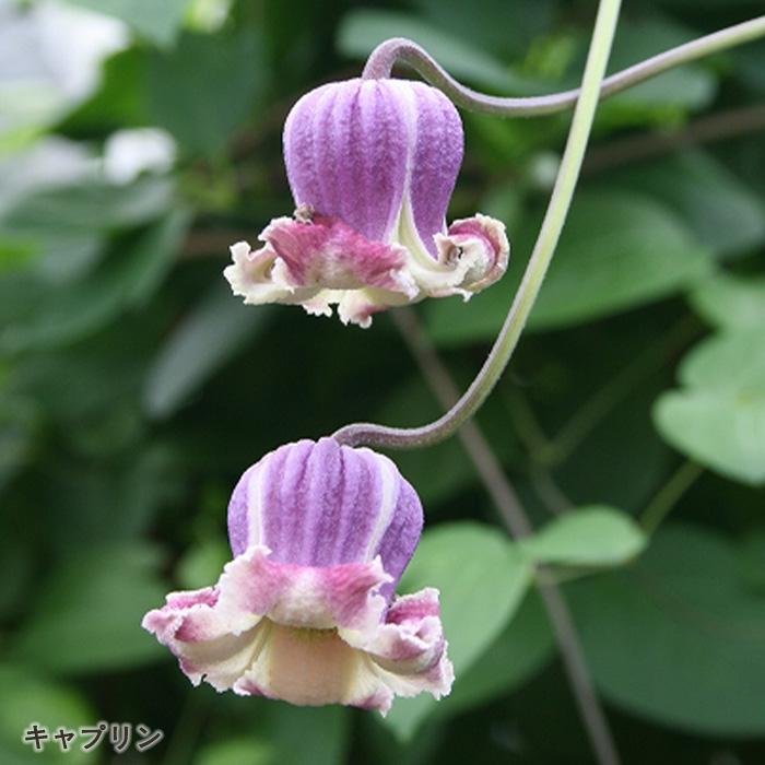 予約販売 クレマチス 苗 キャプリン ヴィオルナ系 杉本さんの