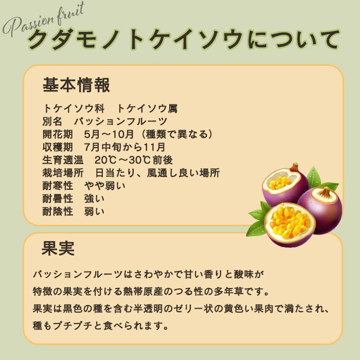日本花キ流通 予約販売 パッションフルーツ 苗 レッドマンモス 9cm