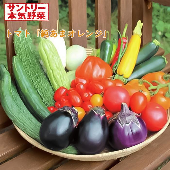 予約販売 トマト 苗 純あまオレンジ 12cmポット 大苗 本気野菜 野菜苗