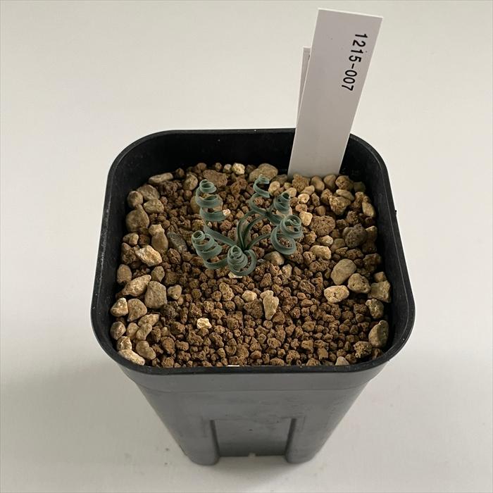 日本花キ流通 多肉植物 caゲチリス リネアリスHyb 実生 ケープバルブ