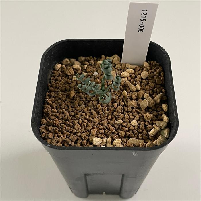 日本花キ流通 多肉植物 caゲチリス リネアリスHyb 実生 ケープバルブ