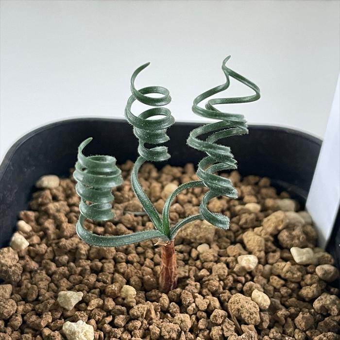 日本花キ流通 多肉植物 caゲチリス リネアリスHyb 実生 ケープバルブ