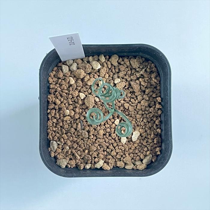日本花キ流通 多肉植物 caゲチリス リネアリスHyb 実生 ケープバルブ