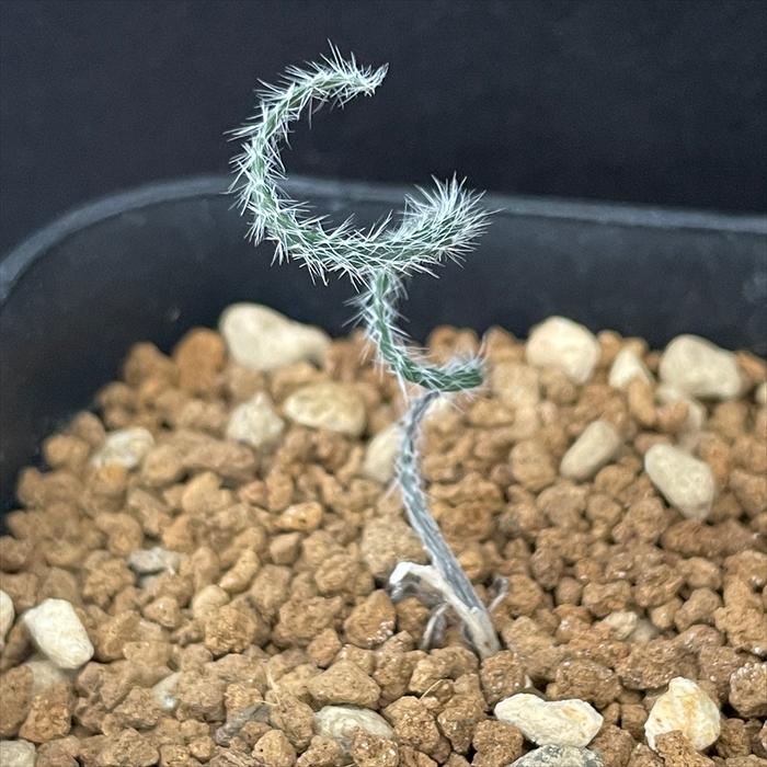 日本花キ流通 多肉植物 caゲチリスHyb 実生選抜タイプ ケープバルブ