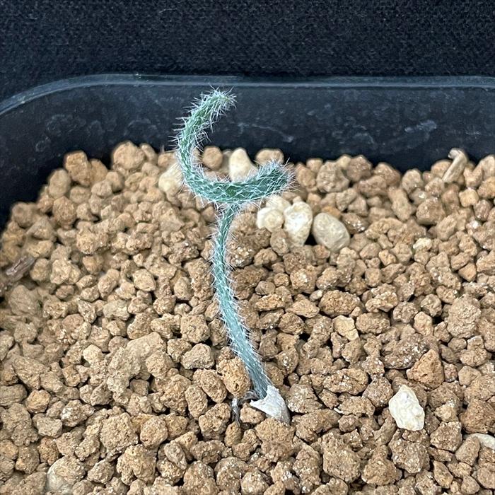 日本花キ流通 多肉植物 caゲチリスHyb 実生選抜タイプ ケープバルブ