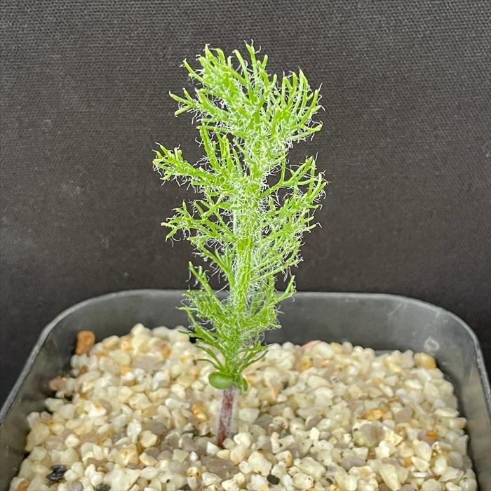 日本花キ流通 多肉植物 caエリオスペルマム パラドクサム グリーン